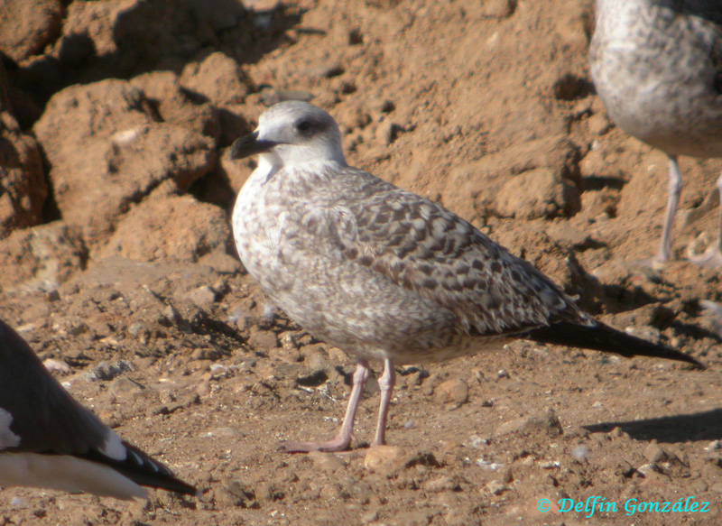 Gull 1.jpg