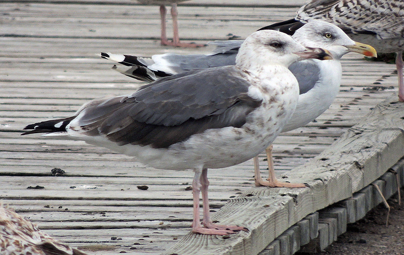 DSCN9556.JPG