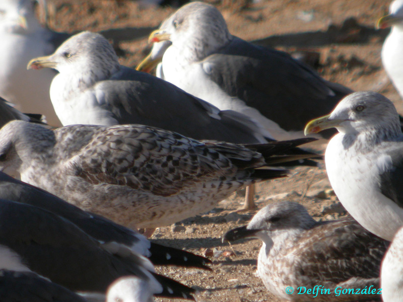 Gull a.jpg