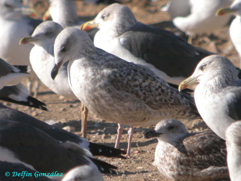 Gull b.jpg