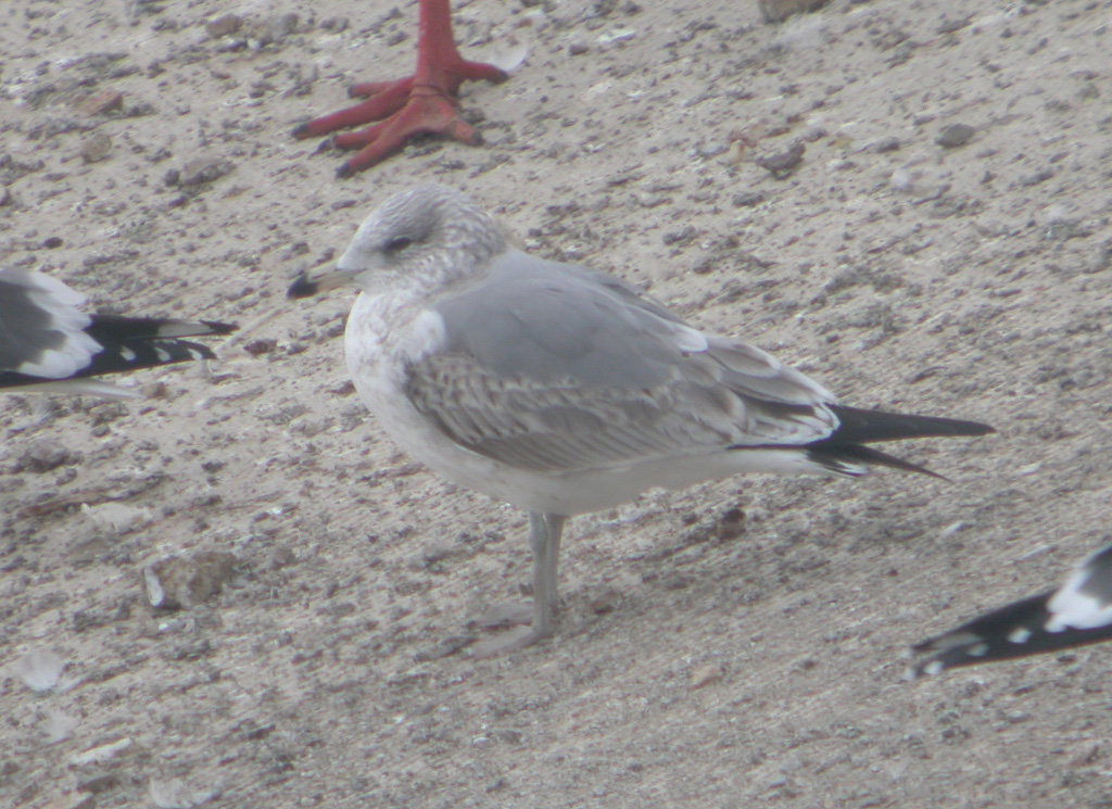 Gaviota 9.jpg