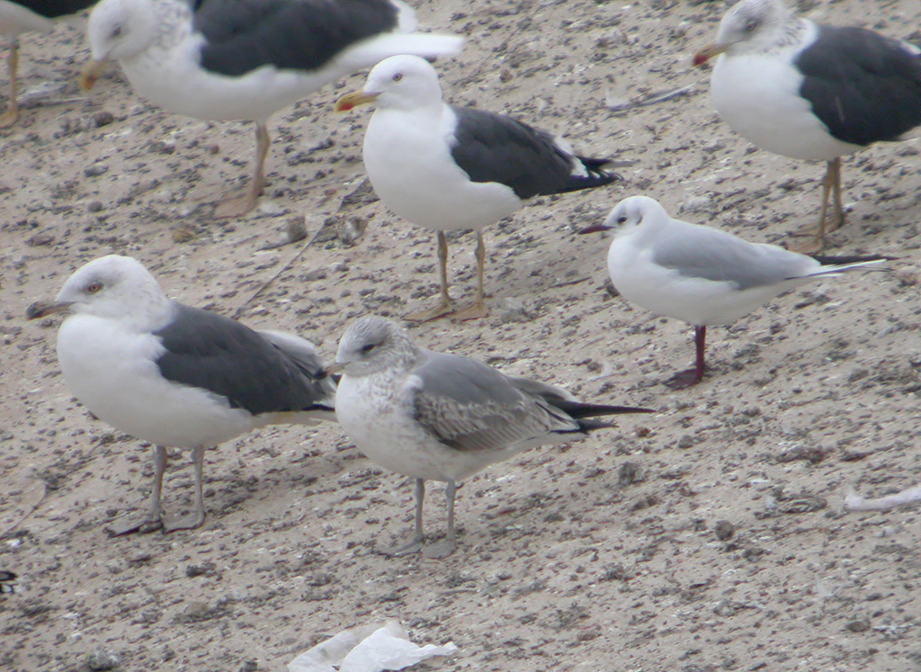 Gaviota 11.jpg