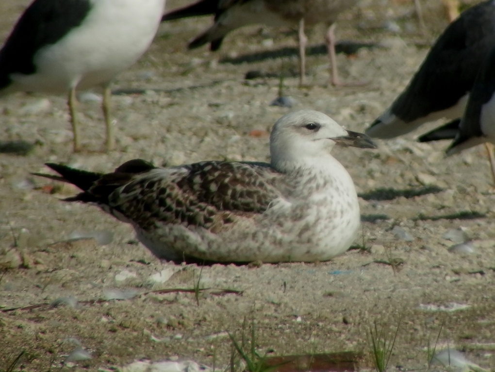 Larus 2.jpg