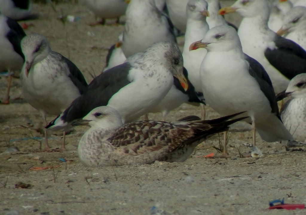 Larus b1.jpg