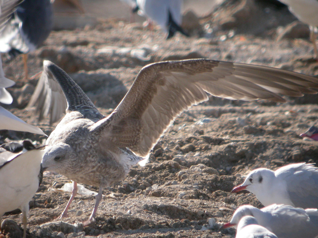 Larus w.jpg
