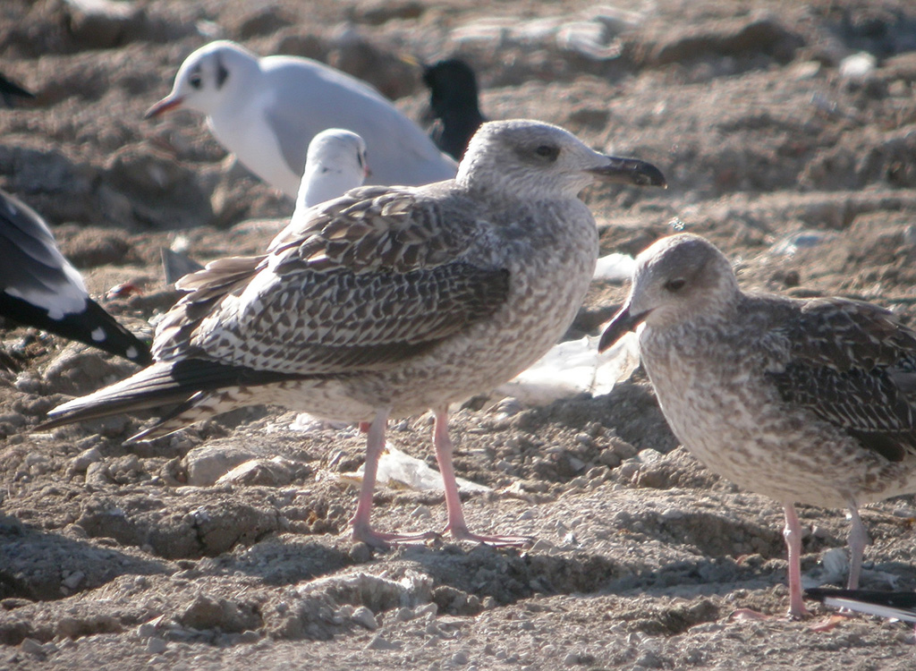Larus w 1.jpg