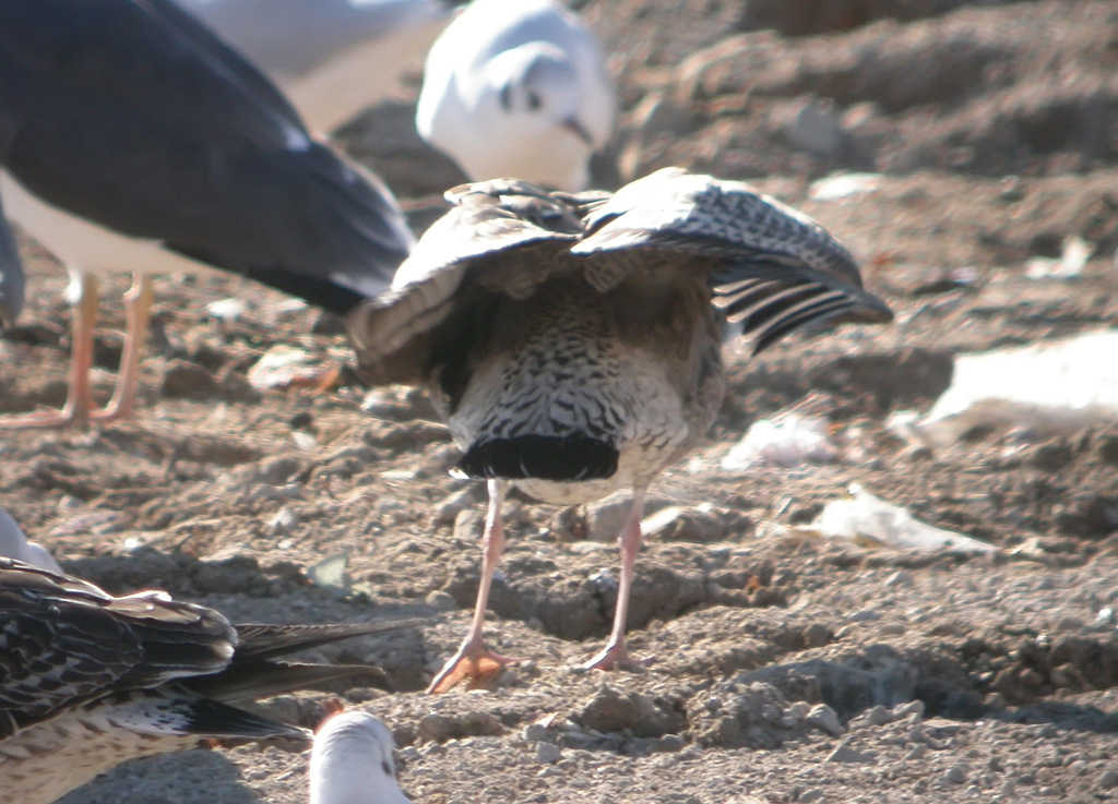 Larus w 1a.jpg