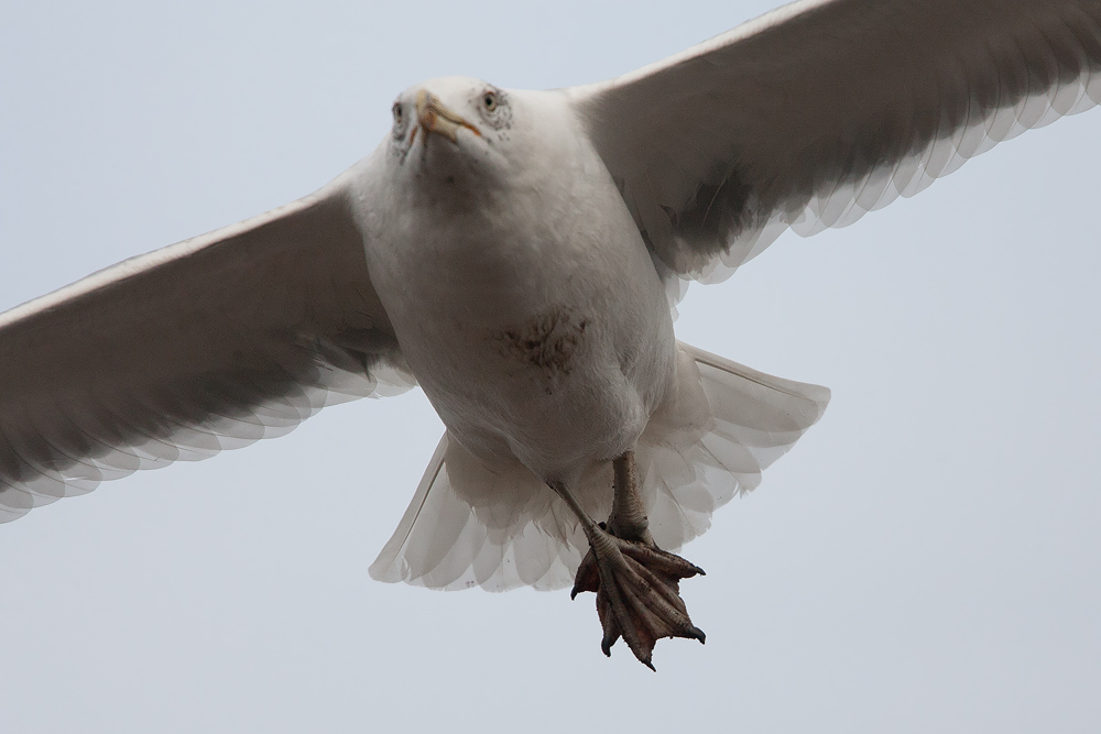 adwinter_sick_20121218_7112.jpg