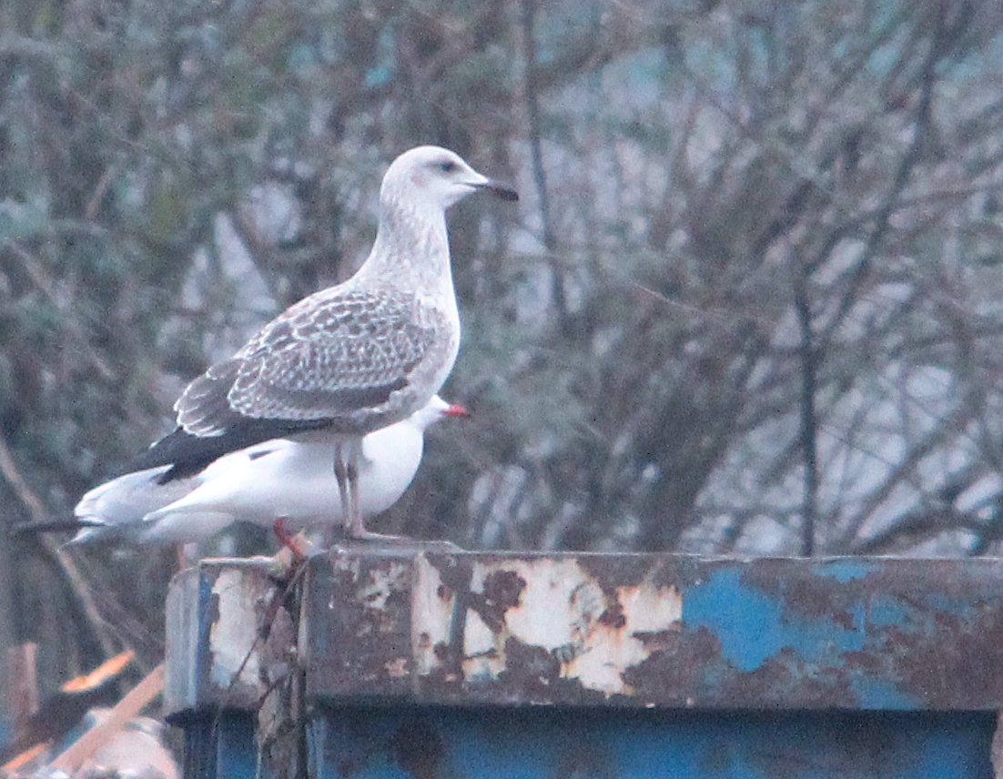 Heuglini-type_2012-12-21_Dordrecht1_crop.jpg