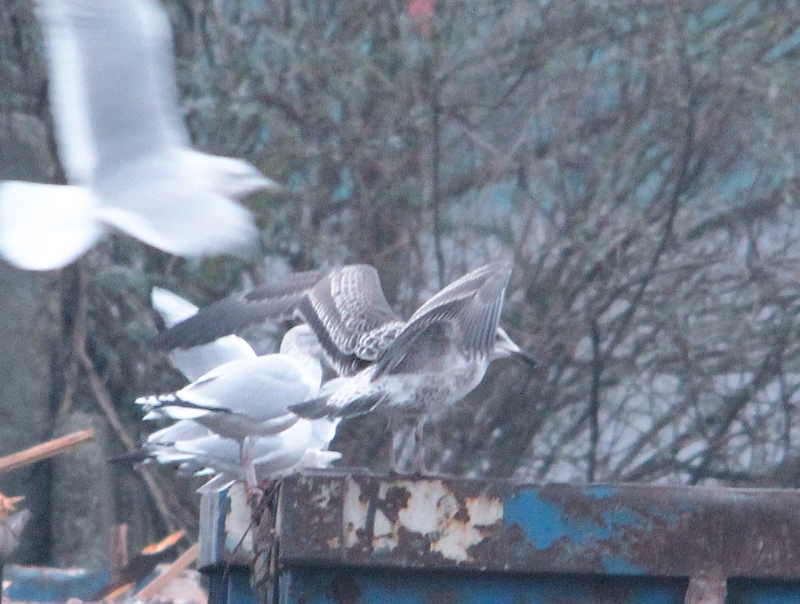 Heuglini-type_2012-12-21_Dordrecht4.jpg