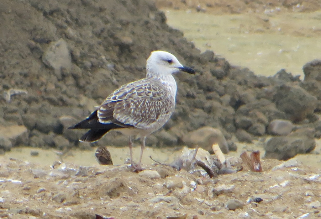 Gaviota w.jpg