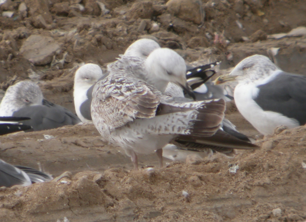 Larus 1 w.jpg