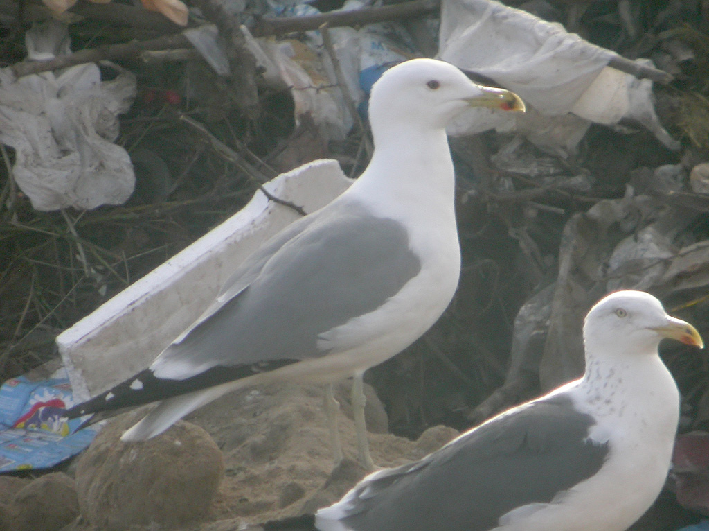 Larus 1h w.jpg