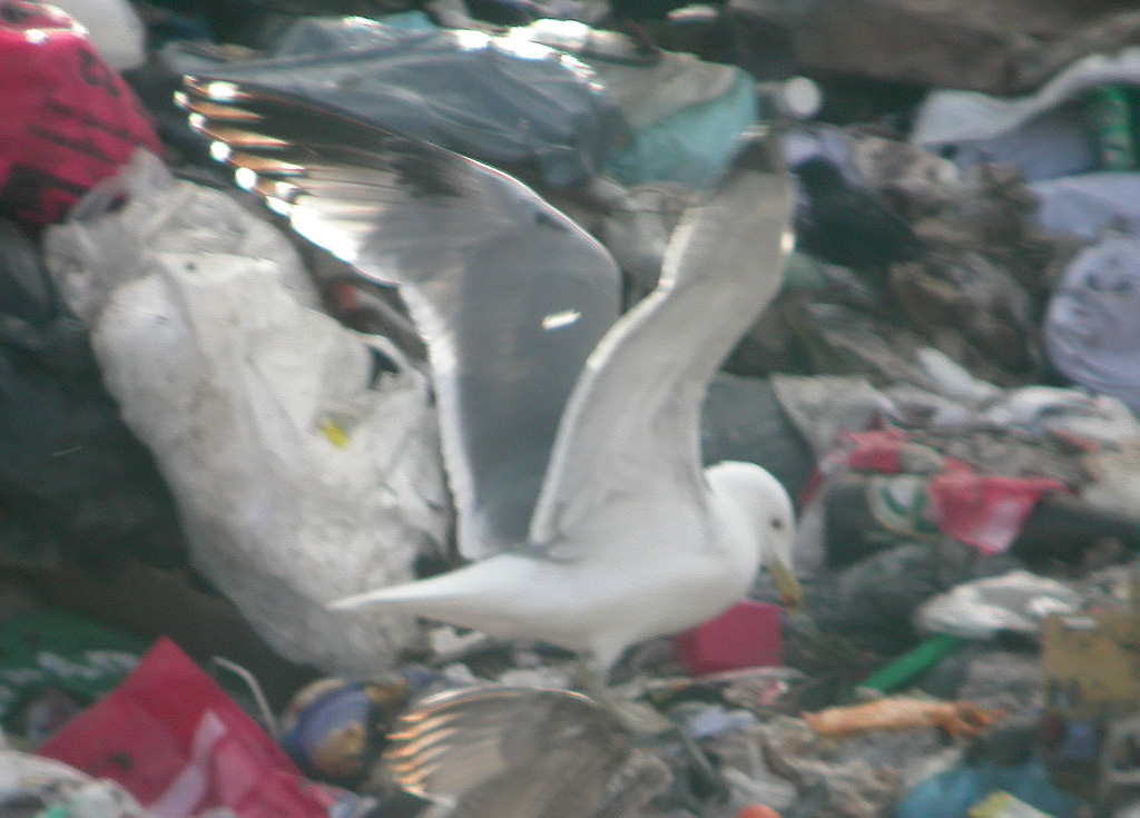 Larus 1c w.jpg