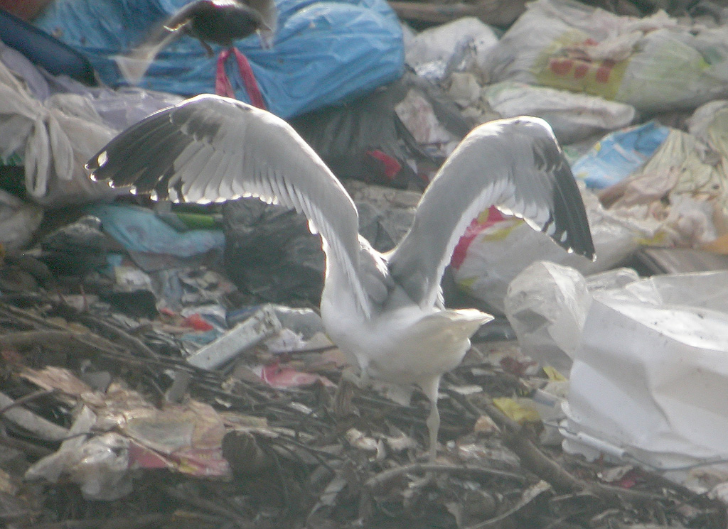 Larus 1e w.jpg