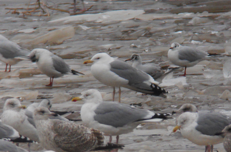 larussp201301271.jpg