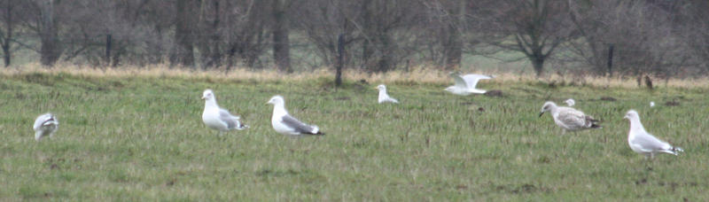 IMG_4265_Ausschnitt.jpg