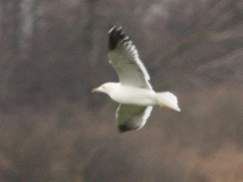 IMG_4262_gr_Ausschnitt.jpg