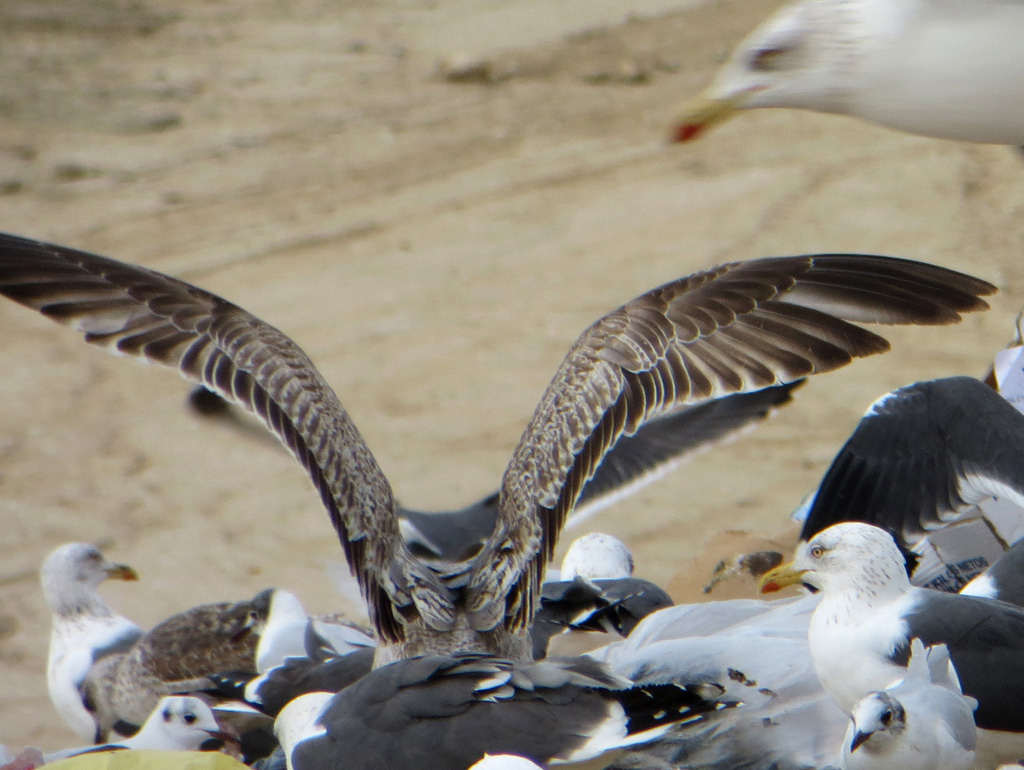 Gaviota 1b w.jpg