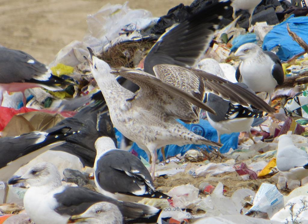 Gaviota 1d w.jpg