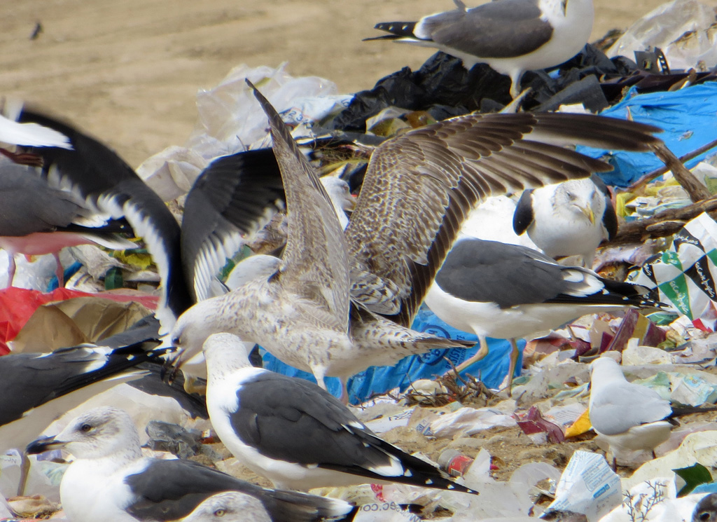 Gaviota 1e w.jpg
