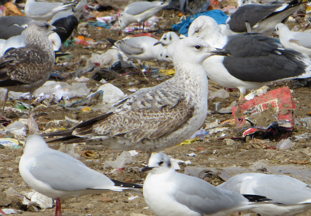 Gaviota 1k w.jpg