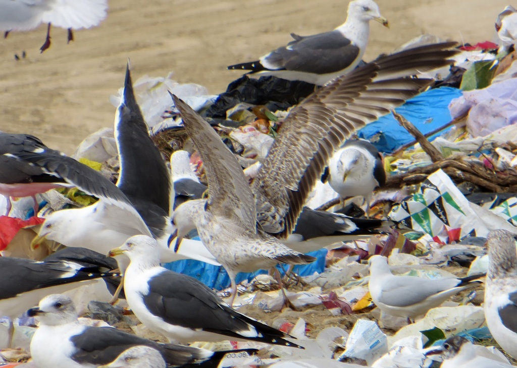 Gaviota 1m w.jpg