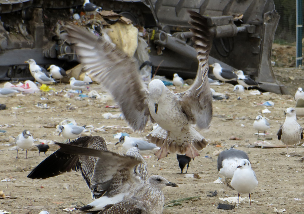 Gaviota 1n w.jpg