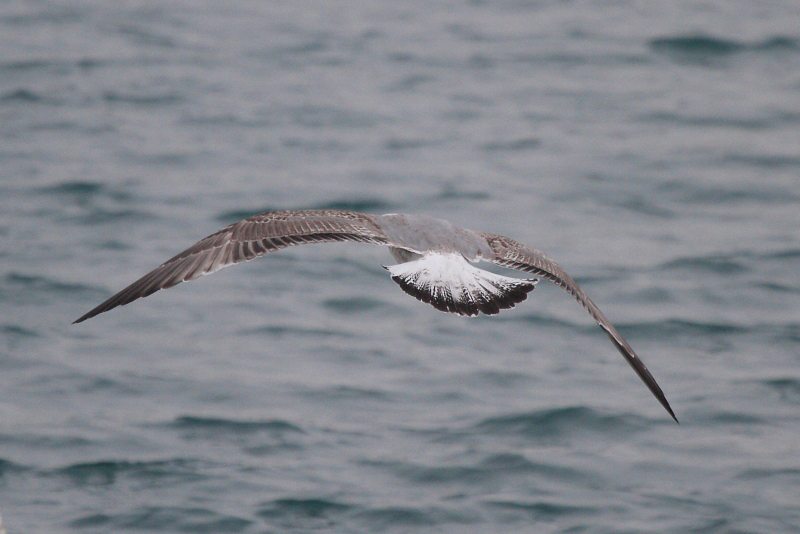 YLGull_2c_Montpellier_29-12-2010_060.JPG