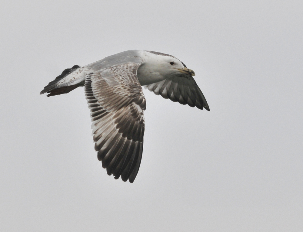 cach3cy_20130328_roermond_tmu_2159.jpg