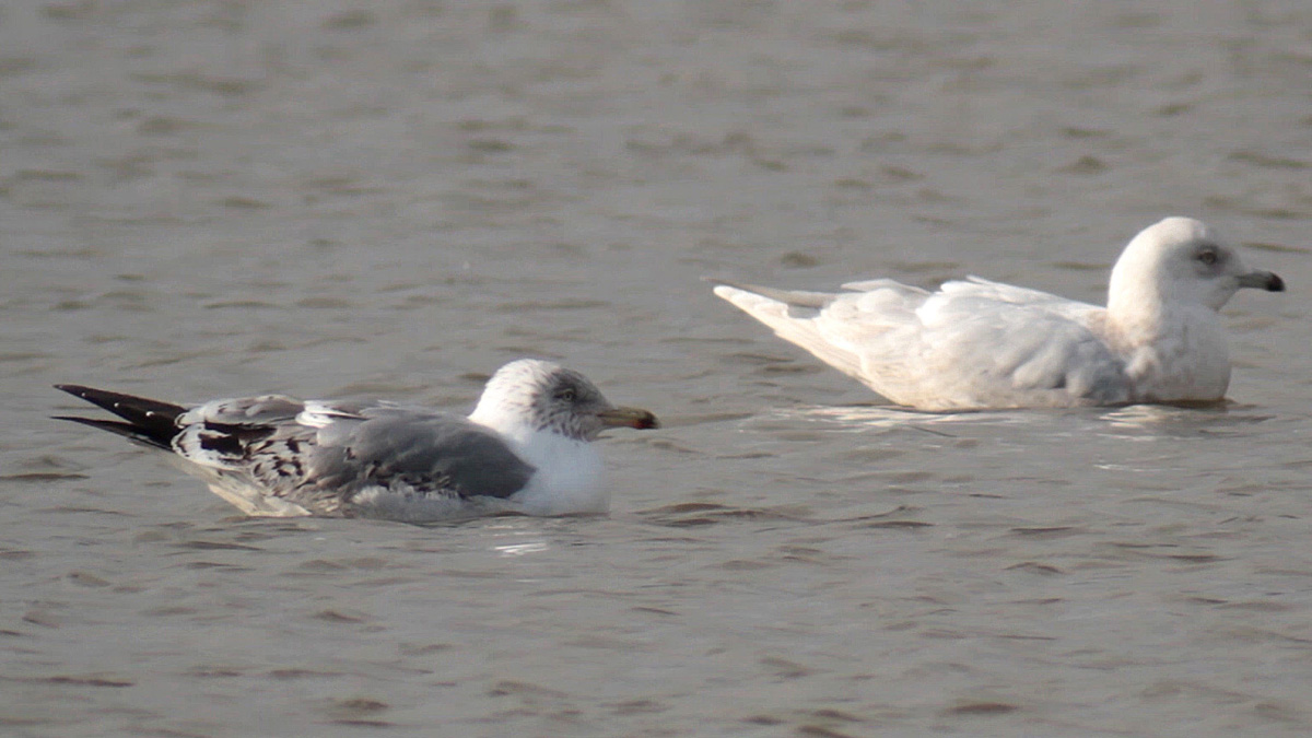 mich 2w hooded Poolsbrook 27 03 2013 GRO.jpg