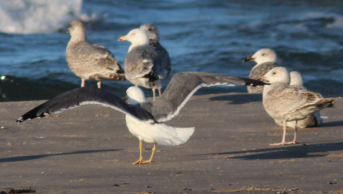 2013-04-01-Hirtshals-179-run.jpg