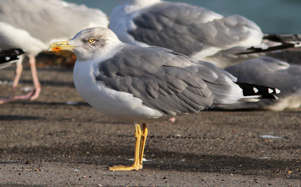 50588_UU_42752_2012-09-30-Hirtshals-037-j-1.jpg