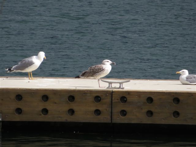 Immagine 038.jpg