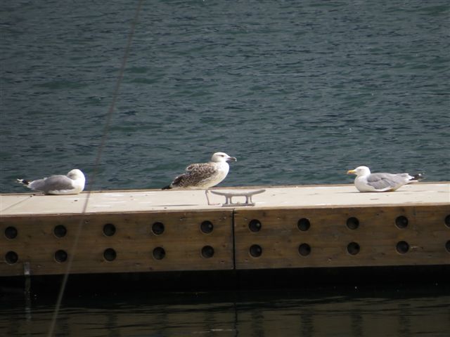 Immagine 042.jpg
