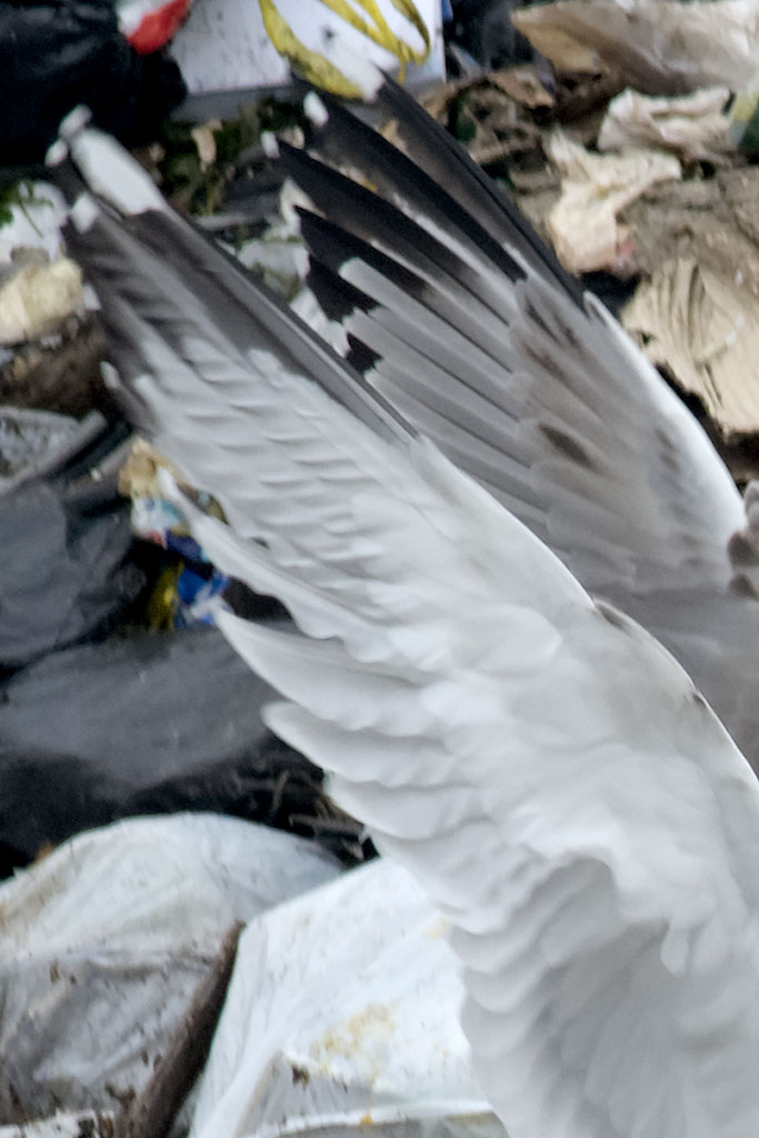 larus-20131008f.jpg