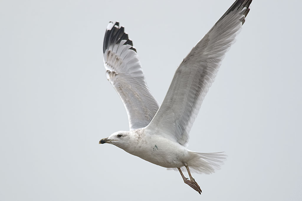 larus-20131008b.jpg