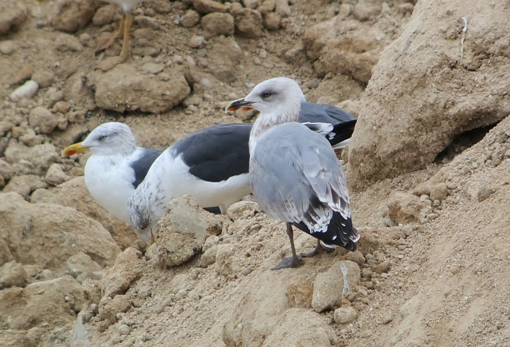 Gaviota 25e.jpg