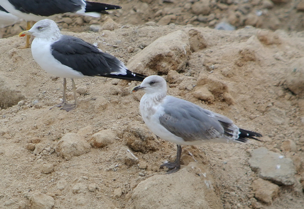 Gaviota 25g.jpg