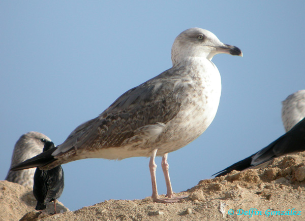 Gaviota Patiamarilla 6e w1.jpg