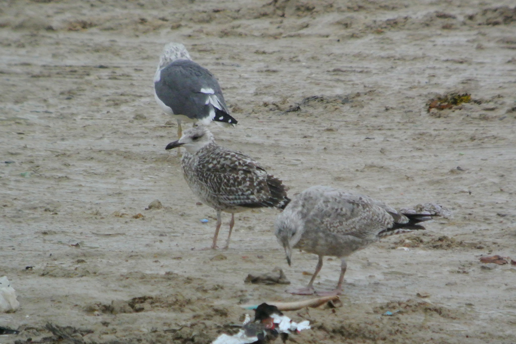 Gaviota Argentea 3dw.jpg