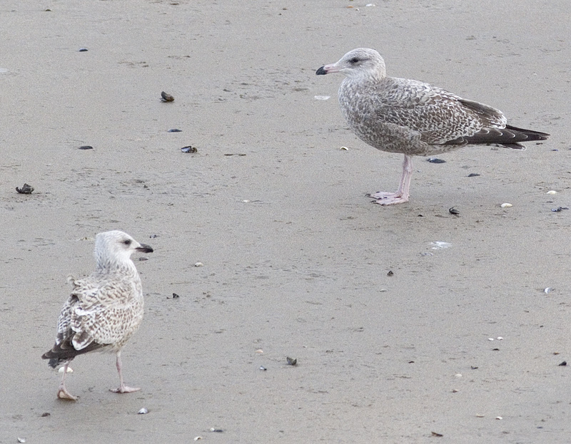 burriebill_6517.jpg