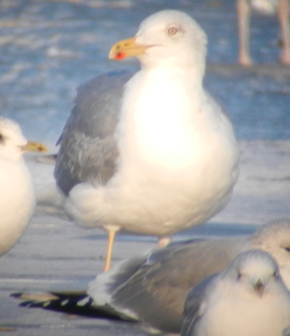 Larus 25 12 2013 108.JPG