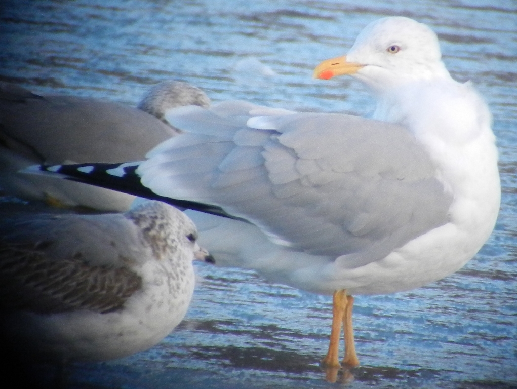 Larus 25 12 2013 181.JPG