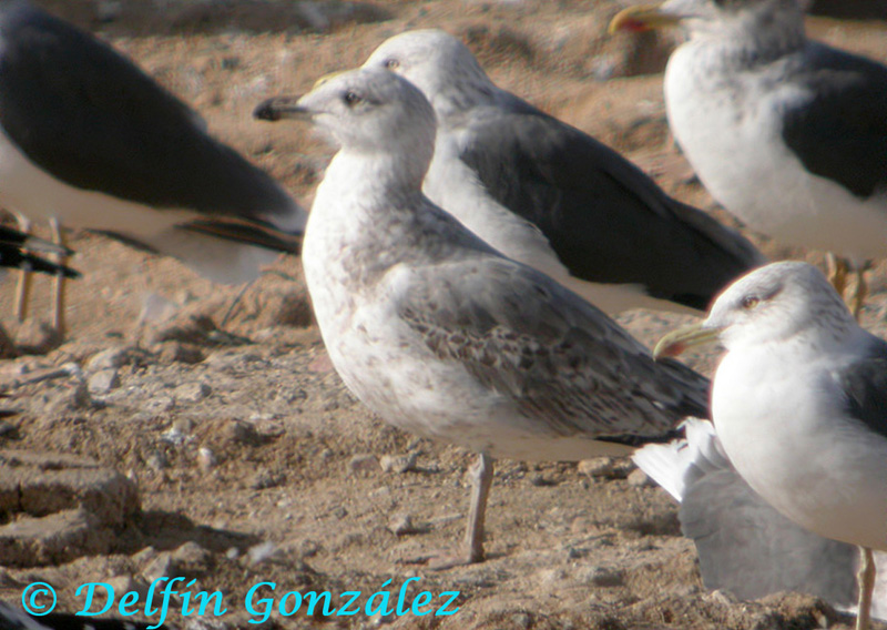 Gaviota Patiamarilla 8a w.jpg