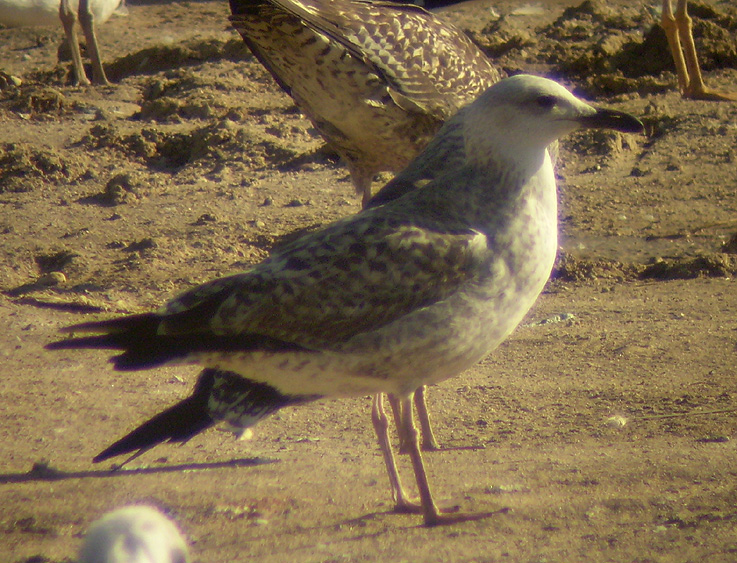 Posible Caspica.jpg