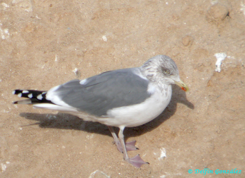 Gaviota sp web.jpg