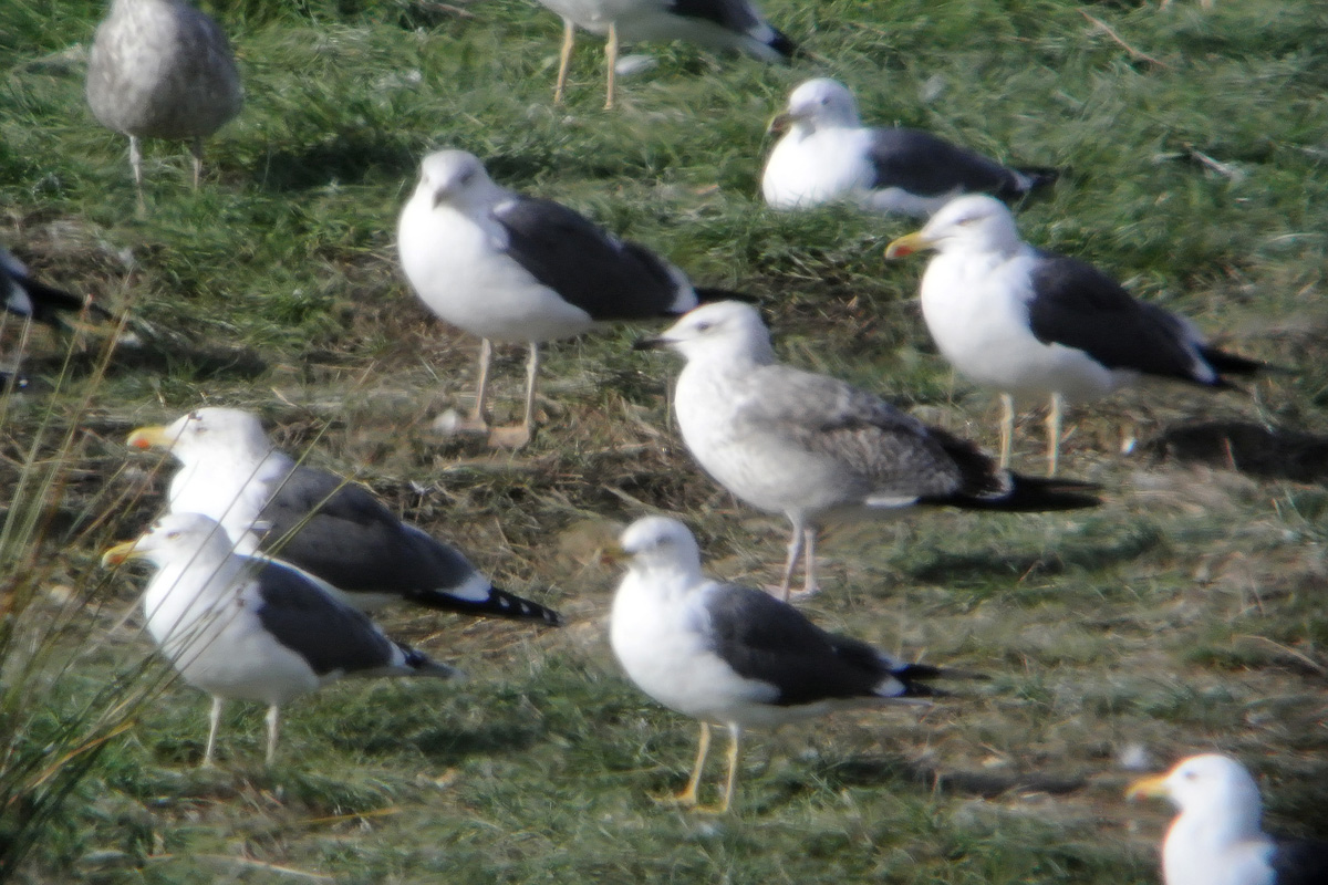 Gaviota Cáspica j j w.jpg