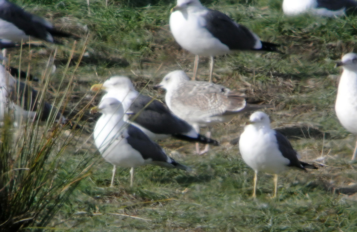 Gaviota Cáspica mlw.jpg