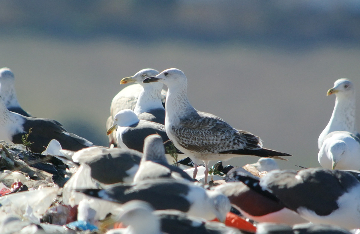 Gaviota Patiamrilla aw.jpg